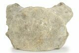 Fossil Whale Cervical Vertebra - Yorktown Formation #237625-2